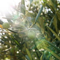 Türkiye’nin zeytin çeşitleri ve lezzetlerine dair bir yolculuk