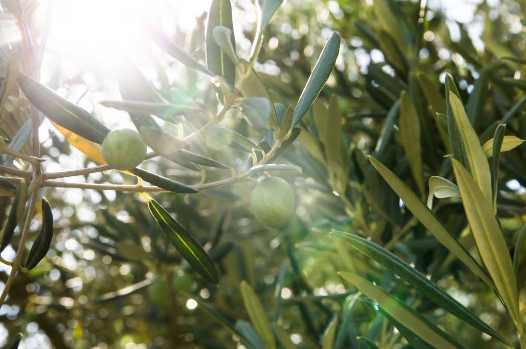 Türkiye’nin zeytin çeşitleri ve lezzetlerine dair bir yolculuk